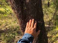 Allocasuarina inophloia