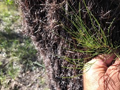 Allocasuarina inophloia