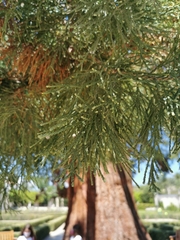 Sequoiadendron giganteum
