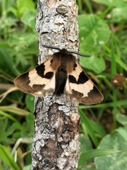 Watsonarctia deserta