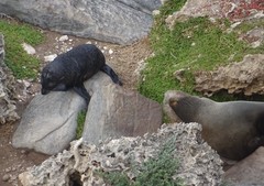 Arctocephalus forsteri