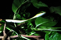 Leptophis mexicanus