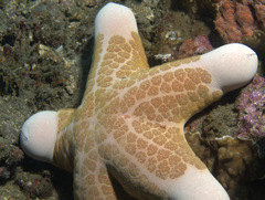Choriaster granulatus