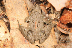Northern Cricket Frog photo 4