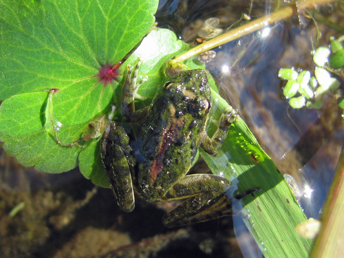 Northern Cricket Frog