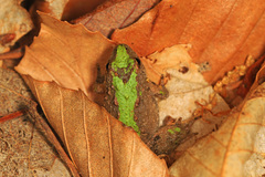 Northern Cricket Frog photo 3