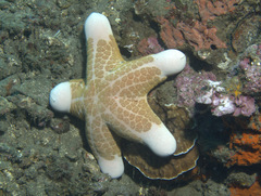 Choriaster granulatus