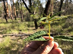 Seringia corollata