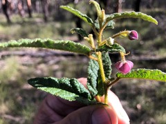 Seringia corollata
