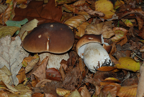 Boletus edulis