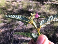 Seringia corollata