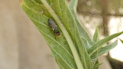 Physiphora alceae