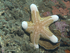 Choriaster granulatus