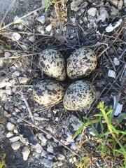 Himantopus himantopus