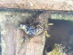 Himantopus himantopus