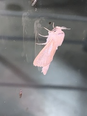 Phragmataecia castaneae