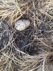 Himantopus himantopus