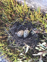 Himantopus himantopus