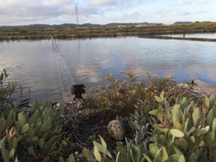 Himantopus himantopus