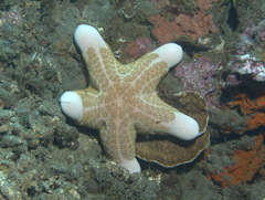 Choriaster granulatus