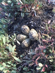 Himantopus himantopus