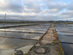 Himantopus himantopus