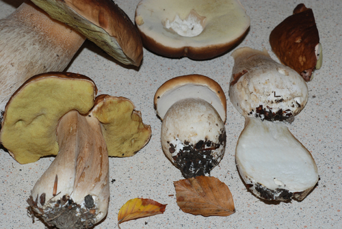 Boletus edulis (Photo 2 of 2)