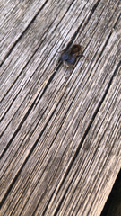 Bombus hypnorum