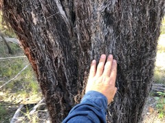 Allocasuarina inophloia