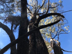 Allocasuarina inophloia