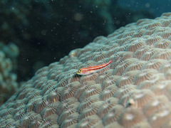 Helcogramma striata