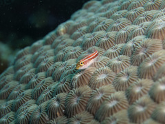 Helcogramma striata