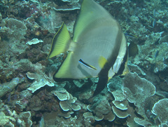 Platax pinnatus