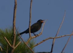 Turdus merula