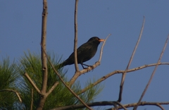 Turdus merula