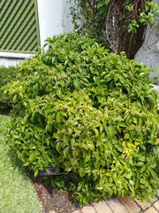 Psychotria ligustrifolia