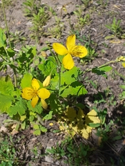 Chelidonium majus