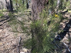 Allocasuarina inophloia