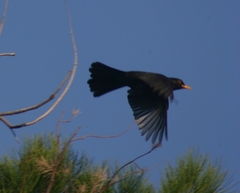 Turdus merula