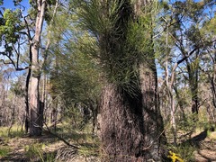 Allocasuarina inophloia
