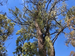 Allocasuarina inophloia