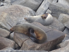 Arctocephalus forsteri