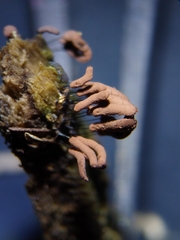 Stemonitopsis hyperopta