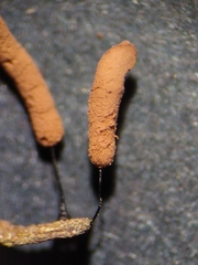 Stemonitopsis hyperopta