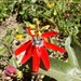 Red Passionflower - Photo (c) souhjiro, some rights reserved (CC BY-NC)