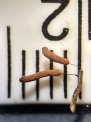 Stemonitopsis hyperopta