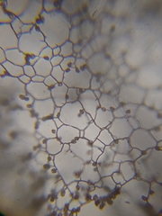 Stemonitopsis hyperopta