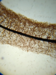 Stemonitopsis hyperopta
