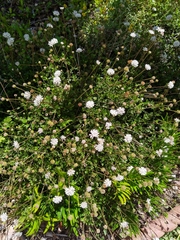 Melanthera parvifolia