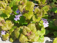 Glechoma hederacea